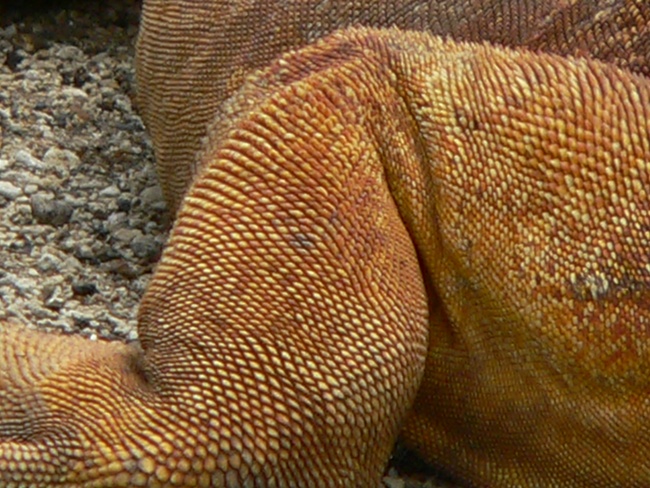 ../../Pictures/050210/074 Landleguan.JPG